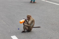 A.-Felix-Bestiole-qui-a-soif