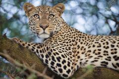 Aedan-Dupraz-Le-regard-du-leopard