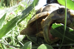 Cecile-Bonnard-1G5-10