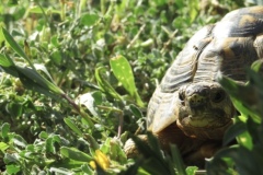 Cecile-Bonnard-1G5-11