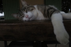 Cecile-Bonnard-1G5-4