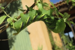 Cecile-Bonnard-1G5-8