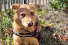 I.-Josse-repos-apres-une-belle-balade-