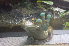 Lisia-Timellini-Etrange-rainette