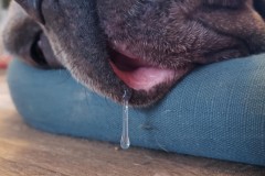 M.-Bourgeois-Morphee-tu-as-du-chien-