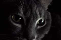 Matthieu-Garofalo-AED