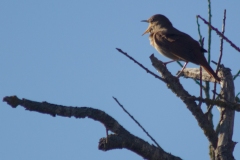 N.-Mourau-Et-jai-crie-