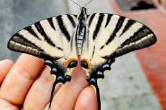 N.-Tardieu-Rencontre-du-3e-type