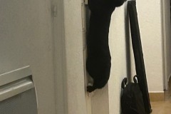 S.-Alcazar-chat-fugueur