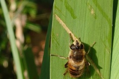 V.-Liminana-Abeille-sabreuvant-de-seve