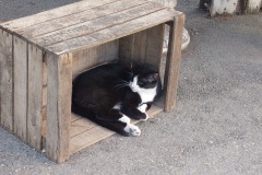 V.-Liminana-Chat-brocanteur