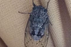 V.-Liminana-Cigale-de-salon