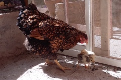 V.-Liminana-Mere-poule