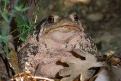 V.-Liminana-Prince-Seraphin